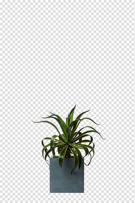 Agave Aloes Houseplant Agavaceae Plant Transparent Background Png