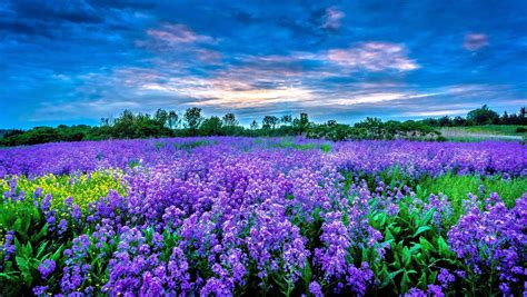 Lavender Garden Wallpapers Top Free Lavender Garden Backgrounds