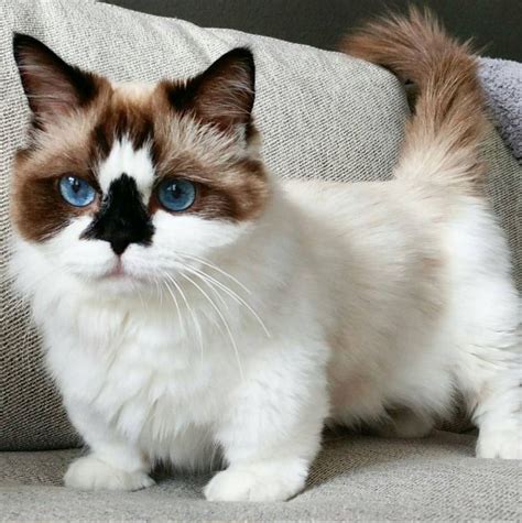 However, due to the fact they have difficulty reaching. 15 Amazingly Cute Scottish Fold Munchkin Kittens - Bone & Yarn
