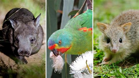 Qld Endangered Animals At Risk Of Extinction Due To Bureaucratic Delays