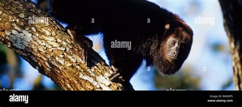 Mono Aullador Negro Alouatta Pigra Belice Fotografía De Stock Alamy