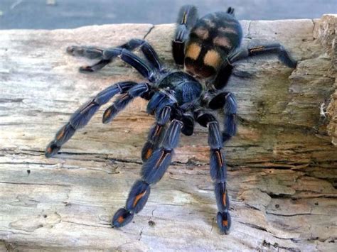Venezuelan Suntiger Tarantula Insects Bugs Pinterest Love And I