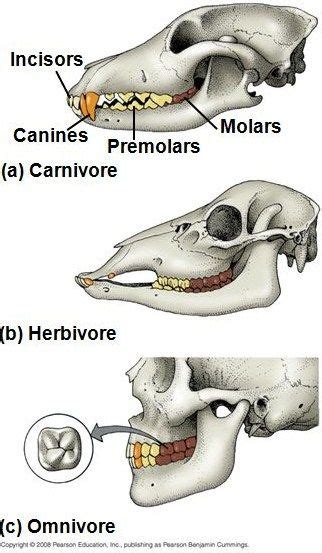 Herbivores Animals Teeth Images World Animal