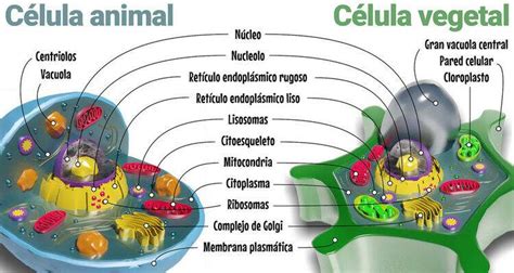 Fundamentos Em Biologia Organelas Celulares