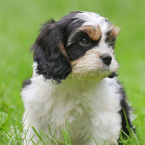The cavapoo is a mix of the cavalier king charles and the poodle. #1 | Cavapoo Puppies For Sale By Uptown Puppies