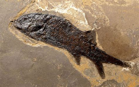 Paramblypterus Fossil Fish Fish Fossils Permian