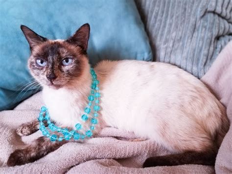 Tortie Point Siamese Facts Origin History With Pictures My Pets