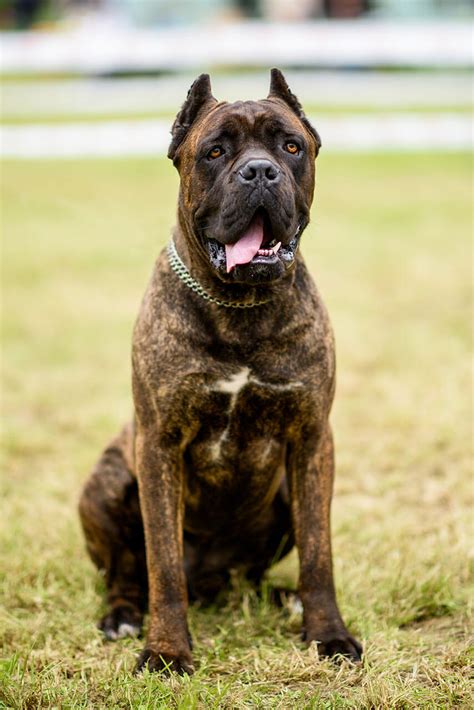 23 Cane Corso Dog Breeds Cropped Ears Pic Codepromos