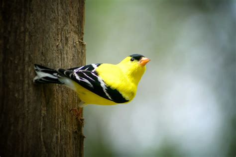 Yellow Birds Photo And Id Guide Bird Advisors