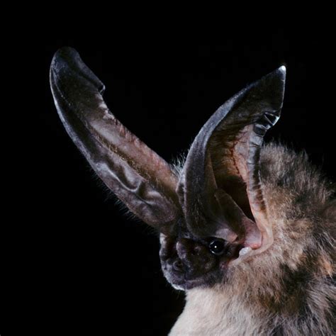 Ozark Big Eared Bat National Geographic