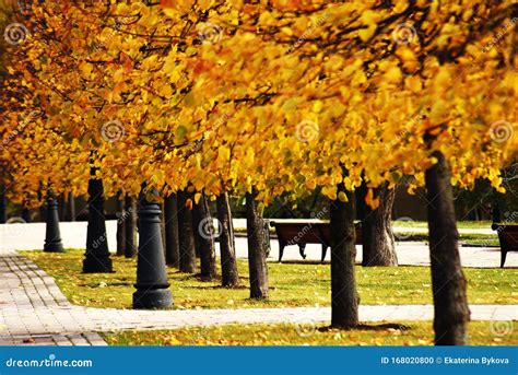 Autumn Trees Taken In Tsaritsyno Public Park In Moscow Russia Stock