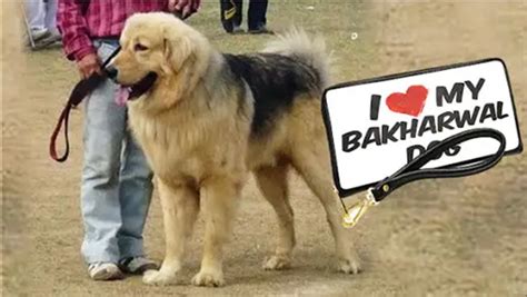 Bakharwal Dog Breed Information Facts And Characteristics Hubpages