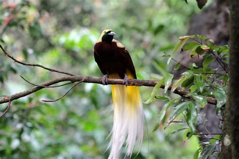 Khas Dan Unik 7 Jenis Burung Cendrawasih Endemik Indonesia