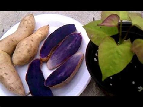Top 10 Okinawan Sweet Potato Seeds Vegetable Plants Seeds SePole