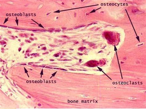 Histology Specialized Connective Tissues Bone