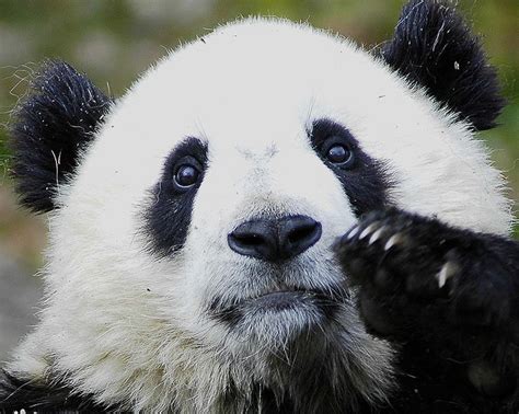 Sad Panda Bear Face Wildlife Pinterest