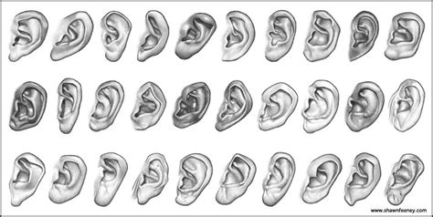 Types Of Ears Anthroscape