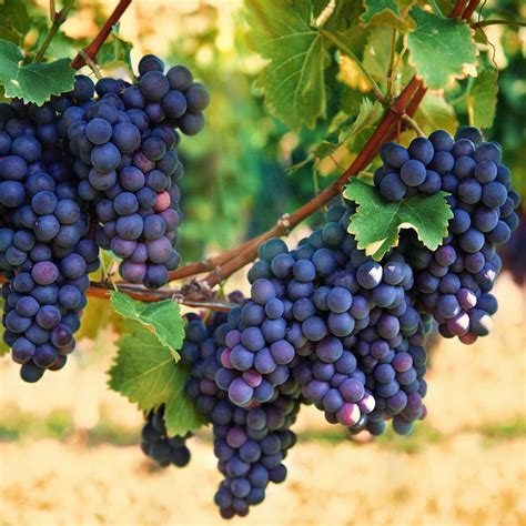 Check out our tree grape selection for the very best in unique or custom, handmade pieces from our outdoor & gardening there are 4646 tree grape for sale on etsy, and they cost $25.30 on average. Van Zyverden Grapes Thomcord Seedless Plants (3-Pack ...
