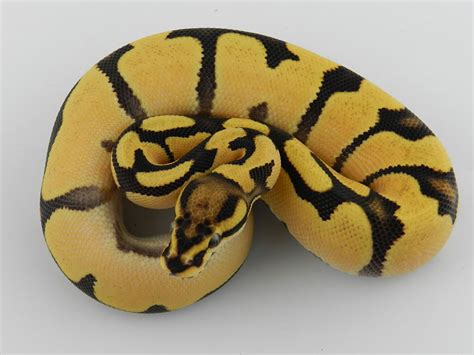 Fire Super Orange Dream Yellow Belly Morph List World Of Ball Pythons