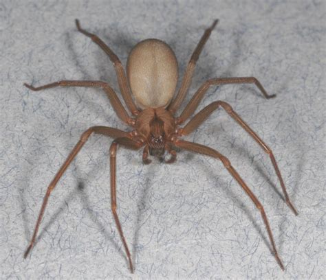 The Brown Recluse Spider Is Not As Big Of A Threat As Many Think