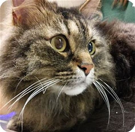 Kitten or adult, take your maine coon to your veterinarian soon after adoption. Cleveland, OH - Maine Coon. Meet Manny a Cat for Adoption.