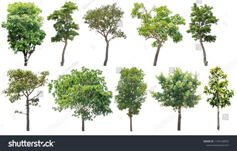 Collection Large Tropical Tree Isolated On Stock Photo 1145168003