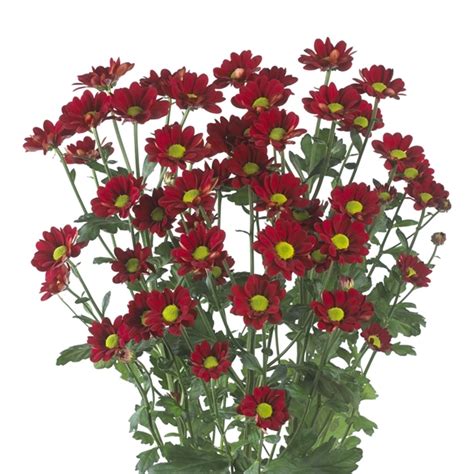 Red Daisy Spray Mums Florabundance Wholesale Flowers