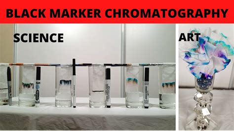 Black Marker Chromatography Science Separating Marker Pigments With