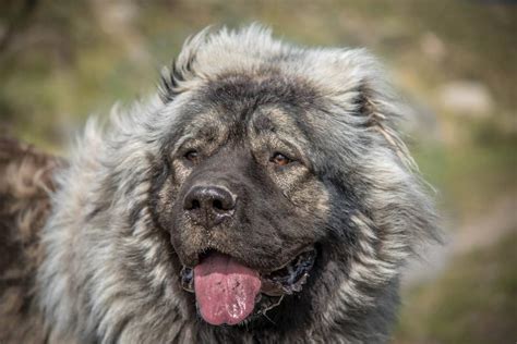 Breed Review Caucasian Shepherd Dog 21 Pics Page 6 Of 7 Pettime