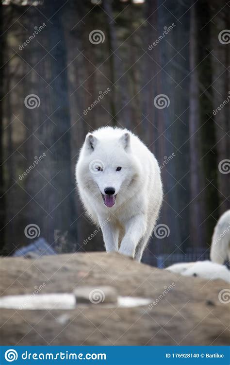 Walking Arctic Wolf Stock Photo Image Of Republic Walking 176928140