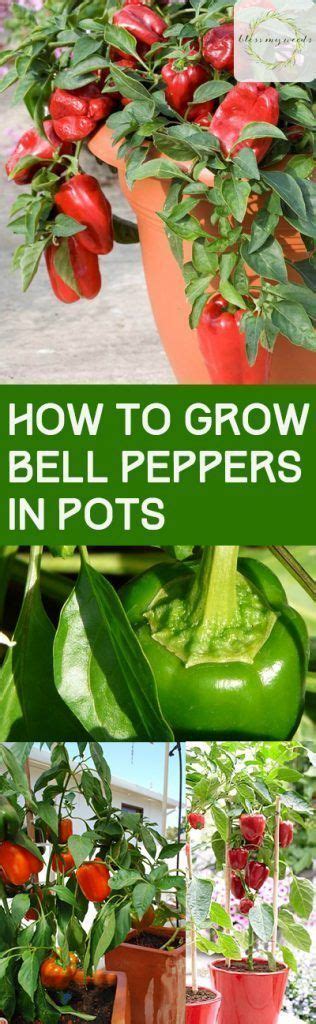 How To Grow Bell Peppers In Pots Growing Bell Peppers Stuffed