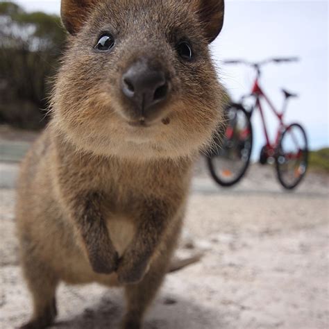 Cutest Australian Animals And Where To Find Them Cute Australian