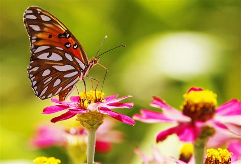 Plants Animals Insect Lepidoptera Macro Flowers Depth Of Field Wallpapers Hd Desktop And