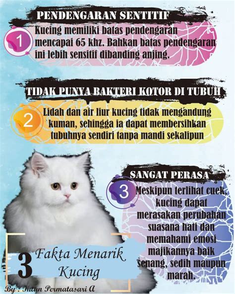3 Fakta Menarik Tentang Kucing Kinetika