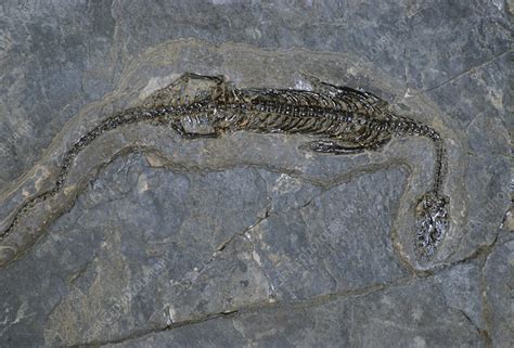 Fossil Marine Reptile Stock Image C0092413 Science