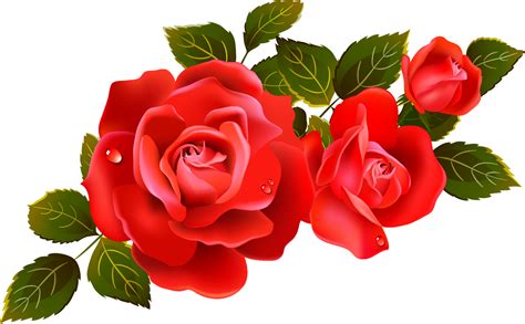 Red Valentines Day Rose Png Image Png Mart