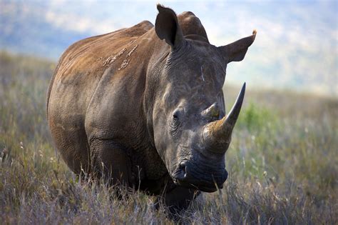 Will Keeping The Rhino Horn Trade Illegal Kill More Rhinos National