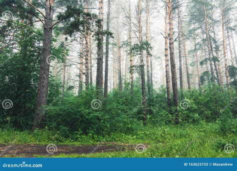 Beautiful Summer Forest In Morning Fog Stock Image Image Of Mystical
