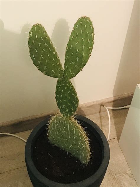 Savez Vous Le Nom De Ce Cactus Forum Jardinage