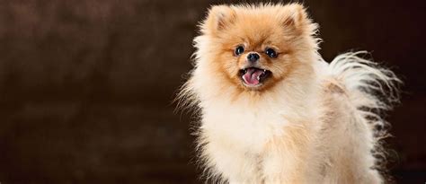 Cara Merawat Anjing Pom Kecil Dan Dewasa Pintarpet