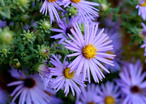Hardy Blue Aster Flowers Photograph By Debi Dalio
