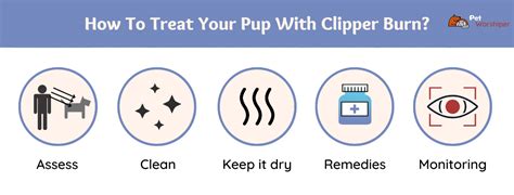 Clipper Burn On Dogs Causes Treatments Prevention 2022