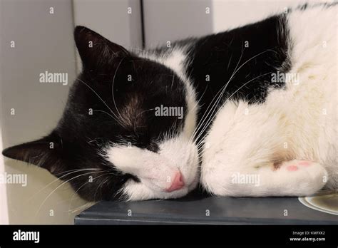 Black And White Cat Sleeping