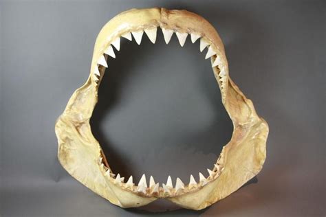 Image Result For Great White Shark Jaw Great White Shark Teeth Shark