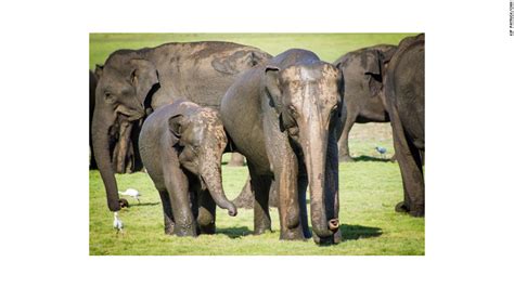 The Gathering Sri Lankas Great Elephant Migration