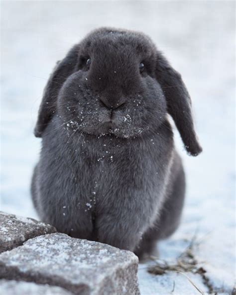 Pinterest Spuhring Pet Bunny Animals And Pets Funny Animals Cute