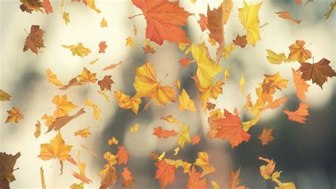 10 free cliparts with gif fall leaf transparent on our hypashield site. Falling Leaf Loopable Background. High Quality Animated ...