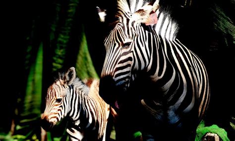 Yangon Zoo Welcomes Newborn Plains Zebra Global Times