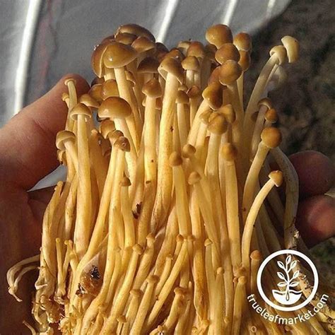 the 9 best mushroom growing kits and logs taste of home