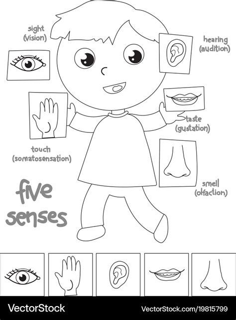Five Senses Boy Coloring Royalty Free Vector Image